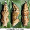 polygonia c-album pupa2